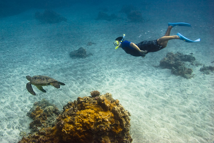 snorkeler_turtle Snorkel Bob's