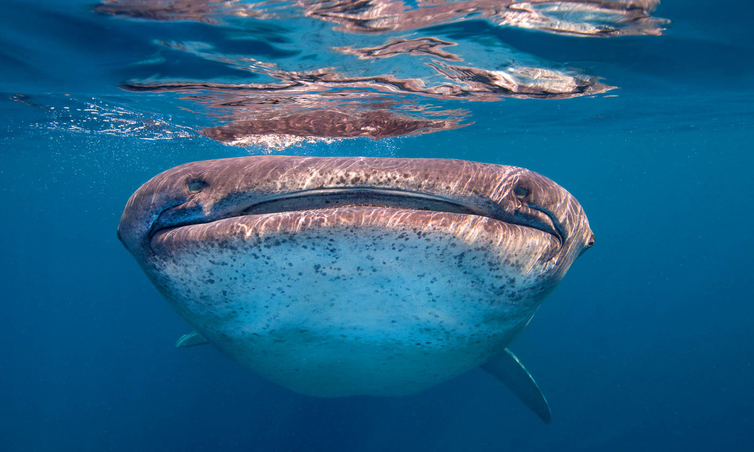 whale shark snorkel kona