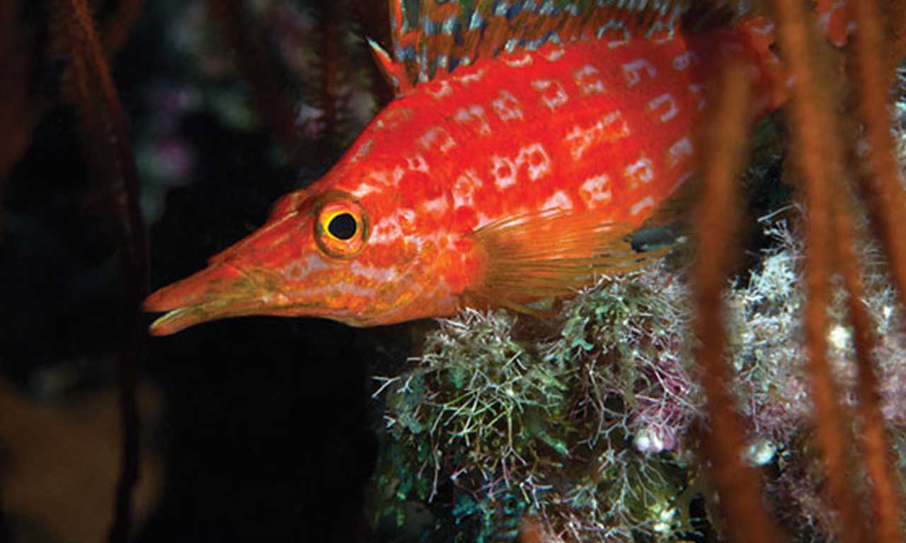 slider_video_2.4 Snorkel Bob's