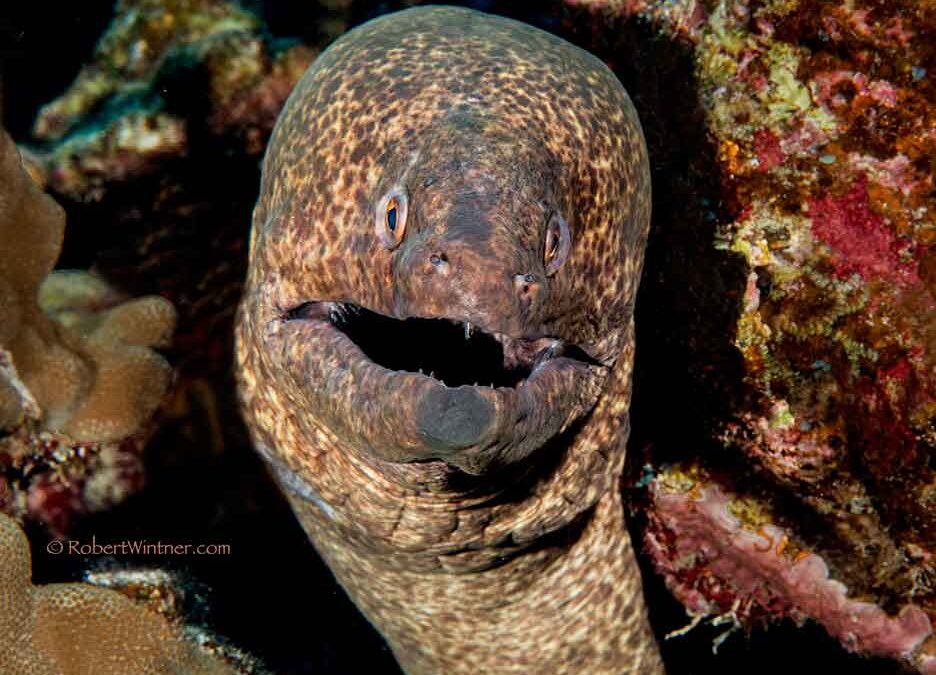 YellowmarginTheJoke Snorkel Bob's