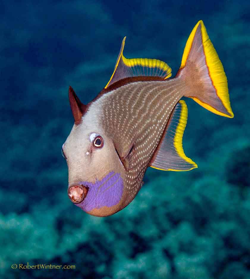 GildedTriggerfishConfidential Snorkel Bob's