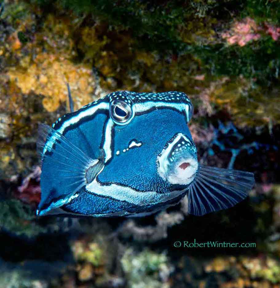 Whitley'sboxfishConfidential Snorkel Bob's