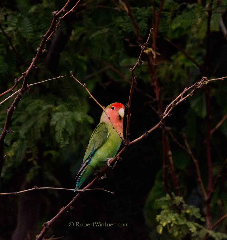 lovebirdkihei Snorkel Bob's