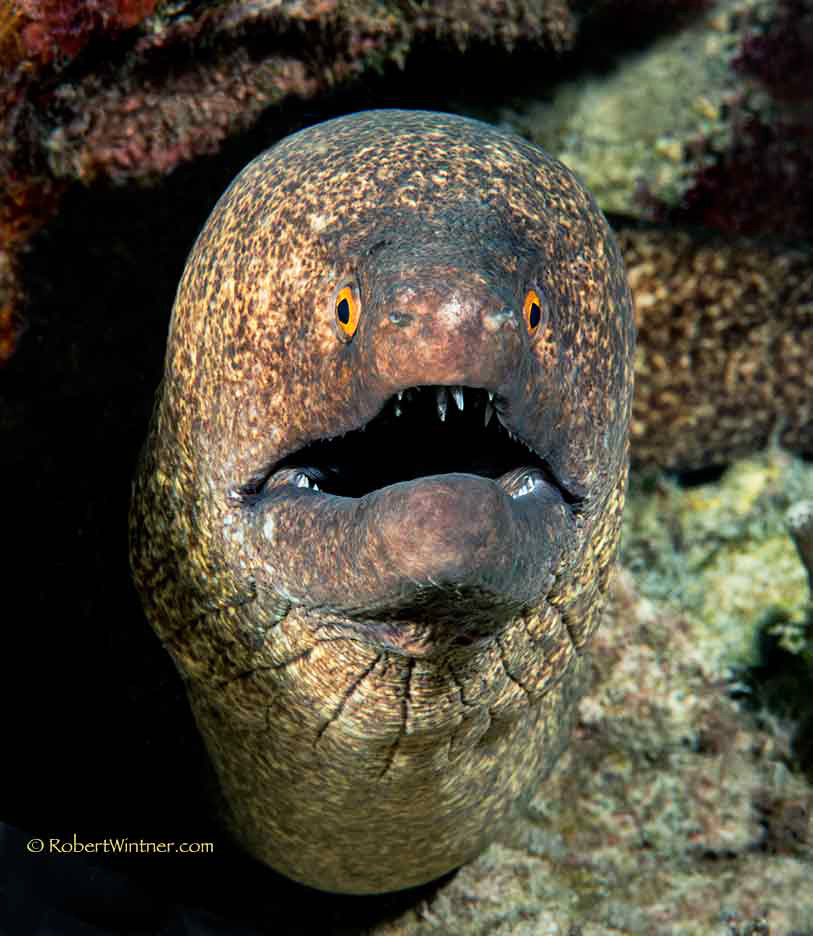 son-of-kukla-in-his-prime - Snorkel Bob's