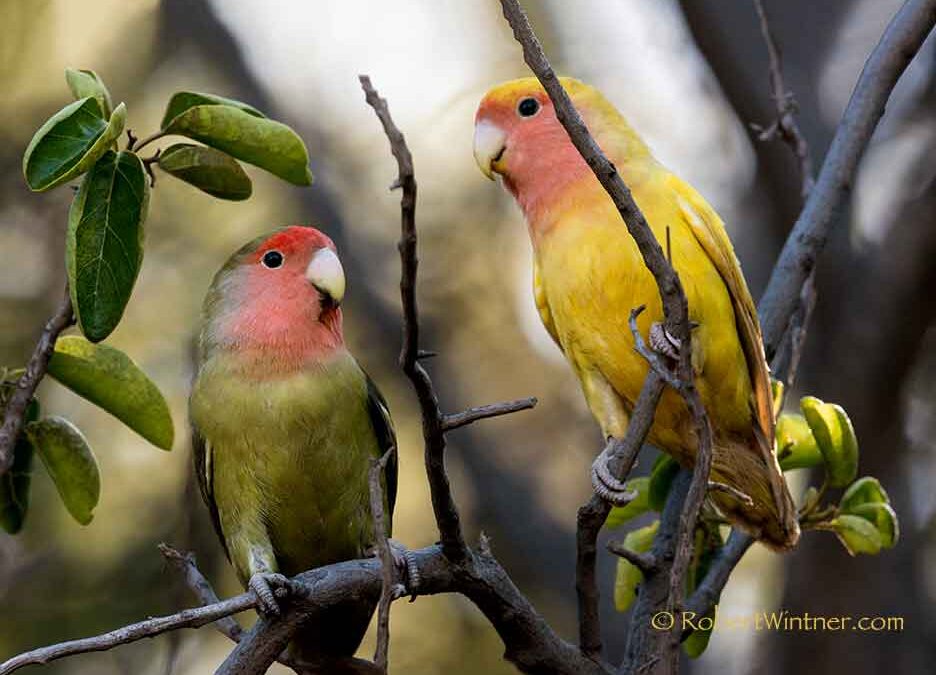 lovebirdssingnoprenup Snorkel Bob's
