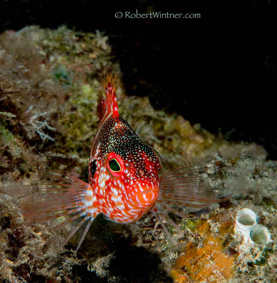 redbar-hawkfish-redhill - Snorkel Bob's