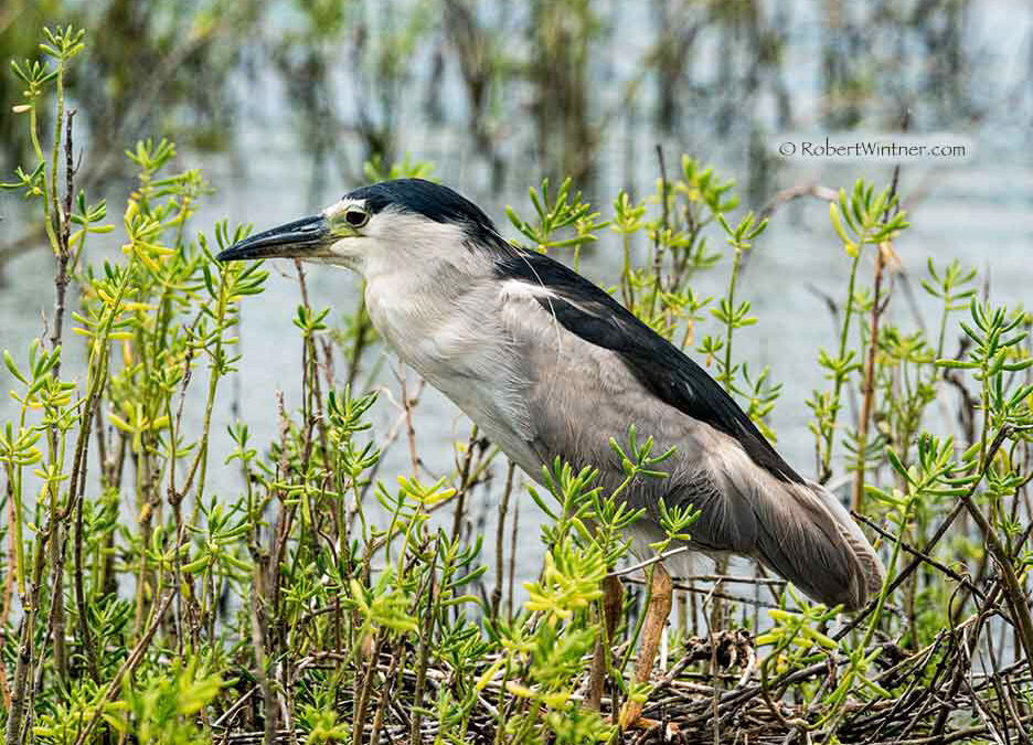 HeronN.Kihei Snorkel Bob's