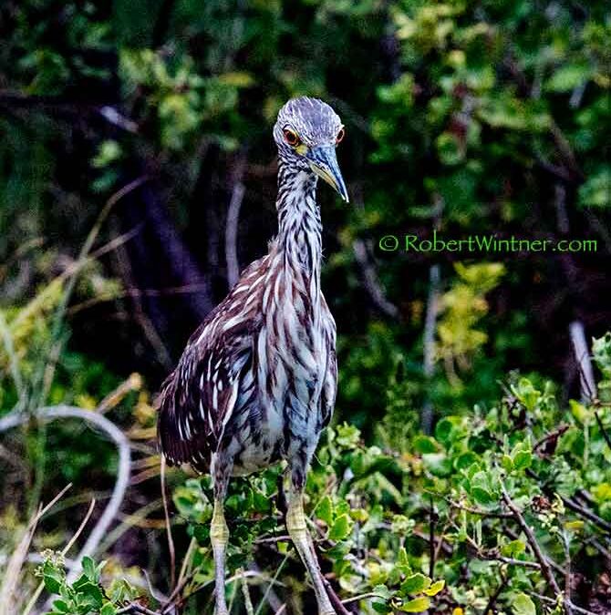 HeronYouthKihei Snorkel Bob's