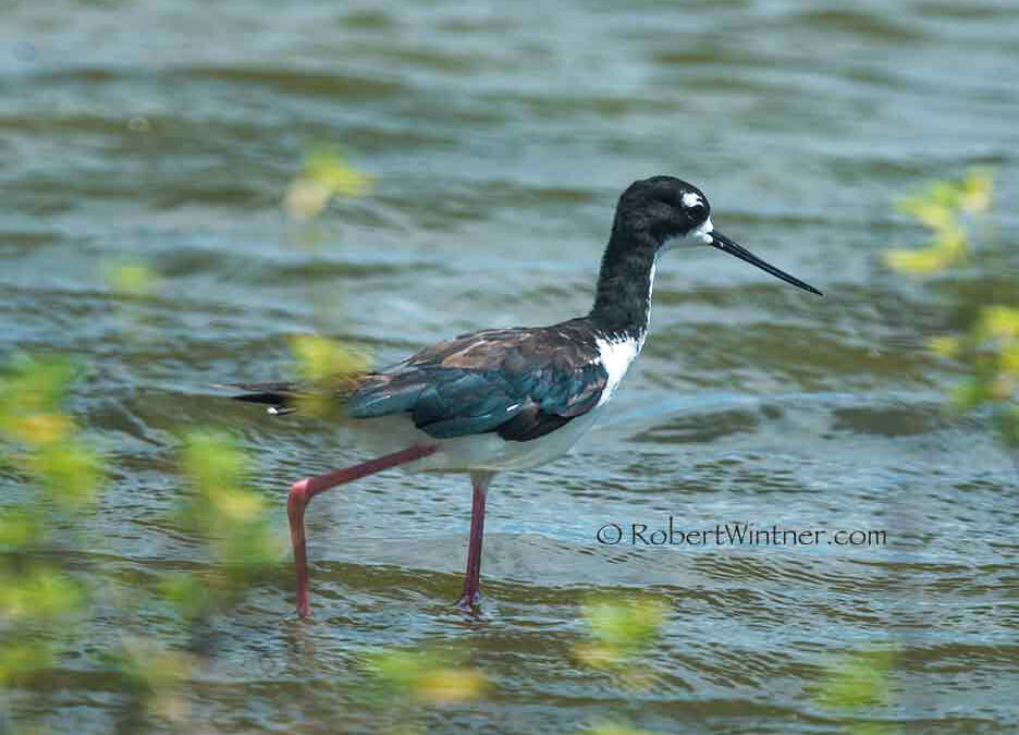 StiltKihei Snorkel Bob's
