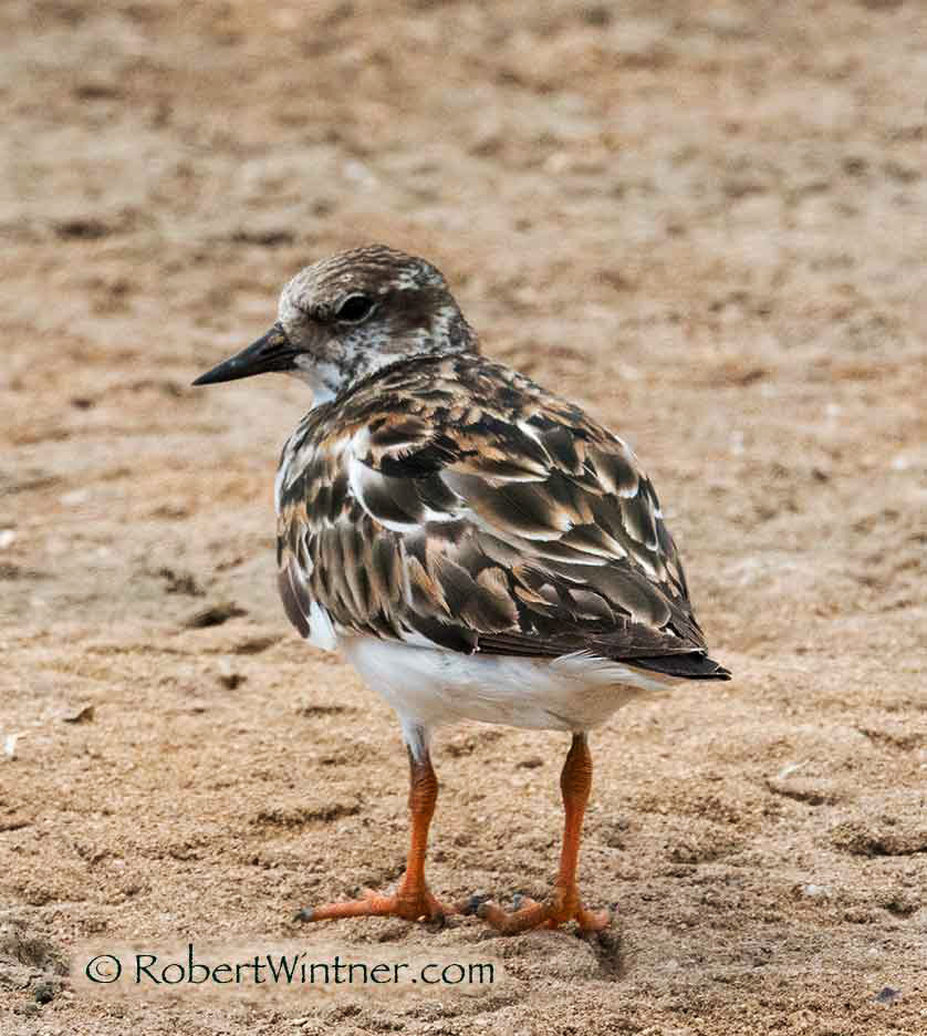 Ruddy TurnstoneKihei Snorkel Bob's