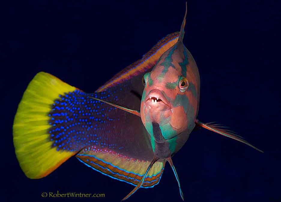 YellowtailCoris Snorkel Bob's