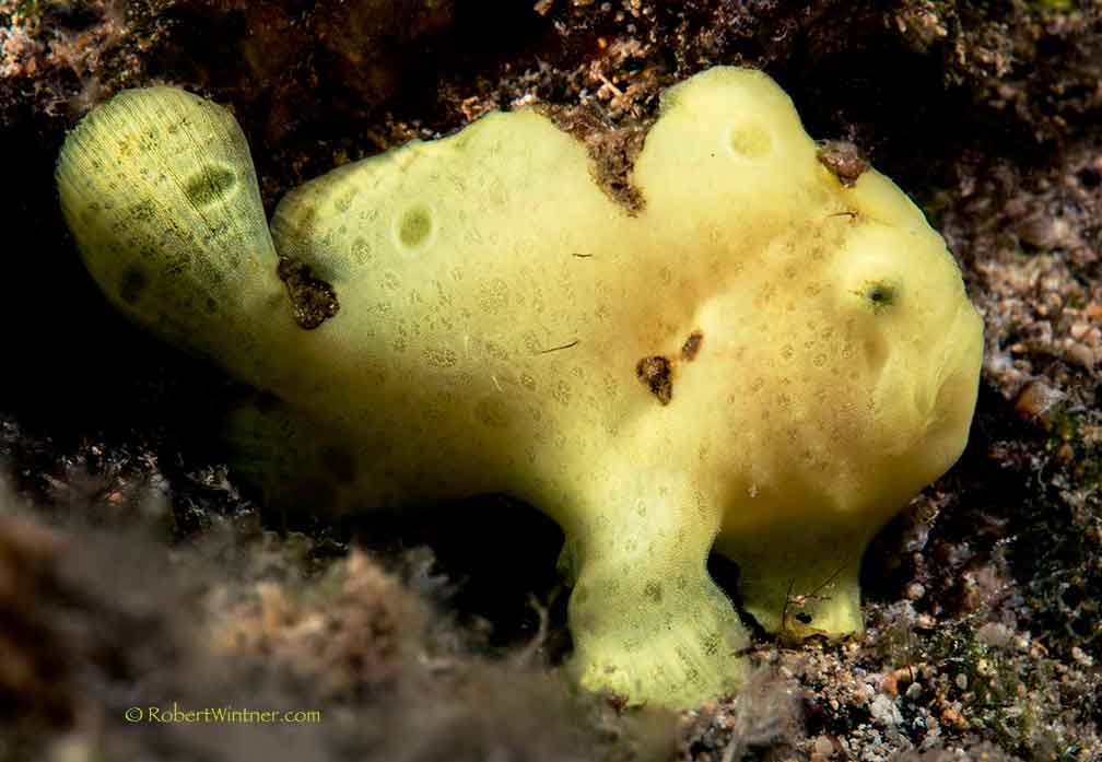 FrogPup Snorkel Bob's