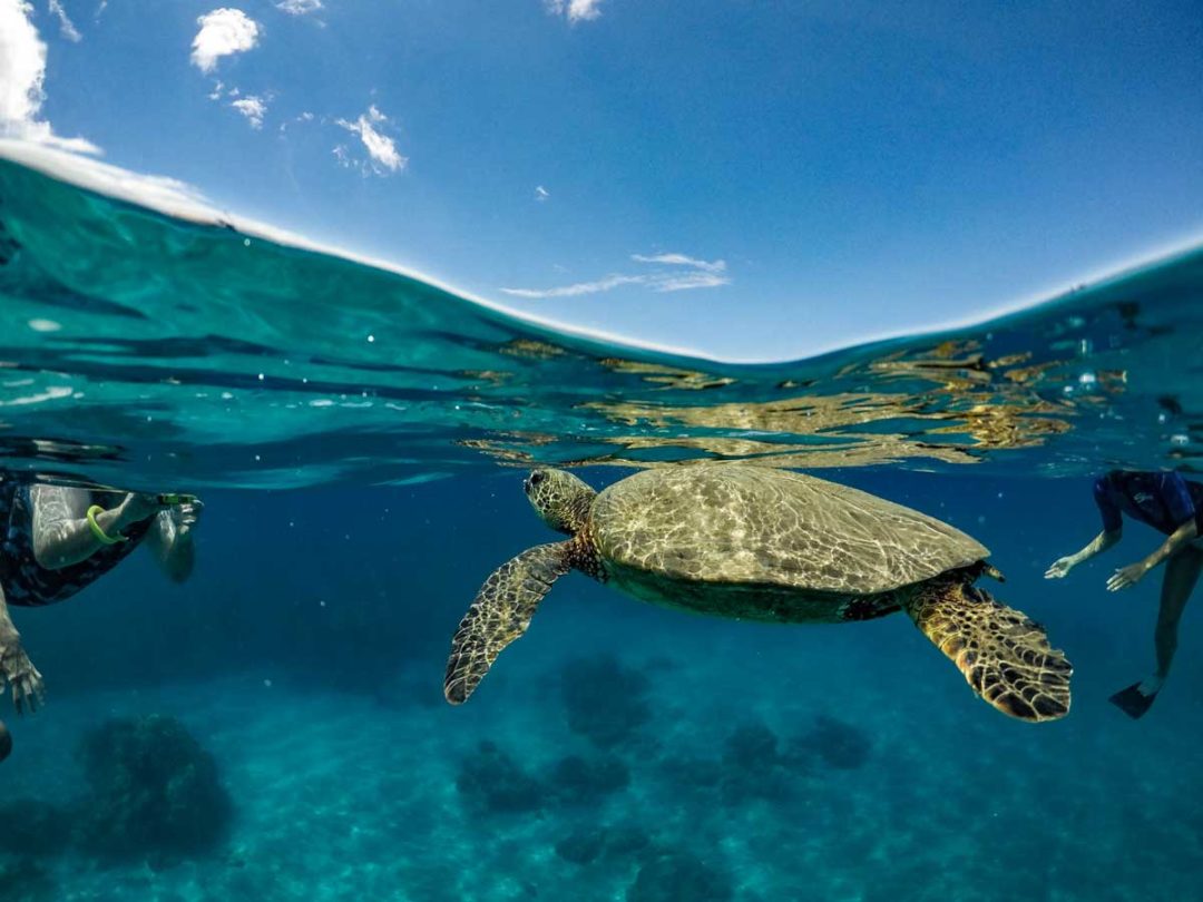 SnorkelTurtle Snorkel Bob's