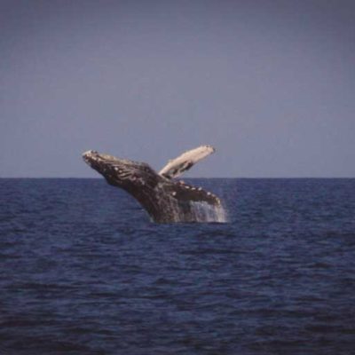 oahu whale watch