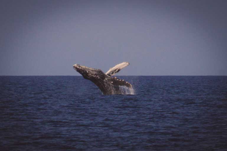 oahu whale watch