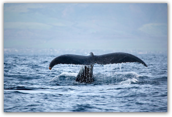 maui whale watch